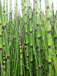 Equisetum hyemale - Winterschachtelhalm